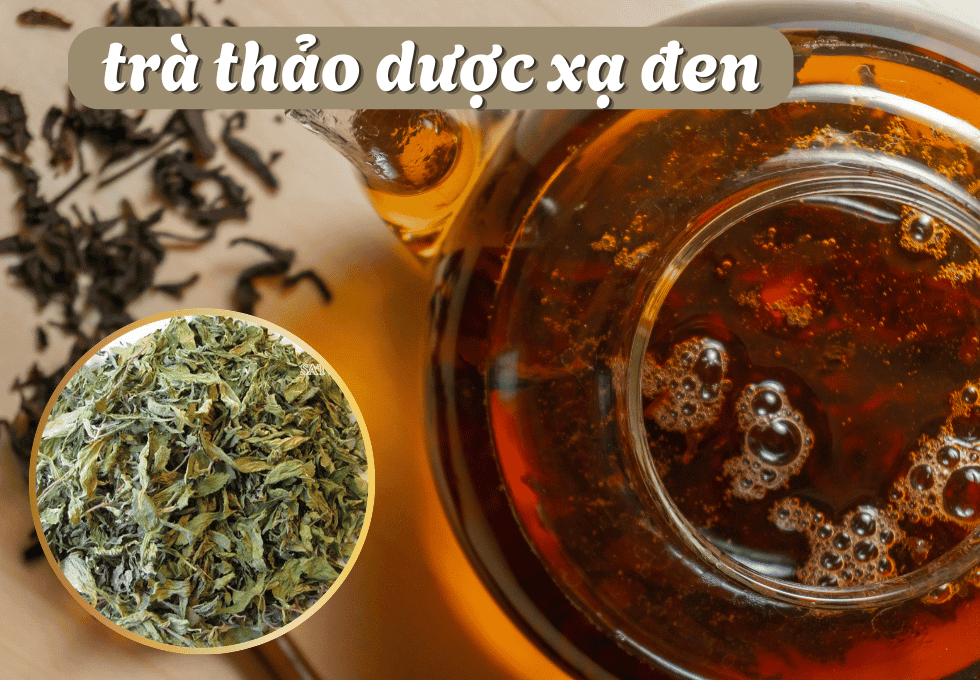 Cây Xạ Đen Hòa Bình: Tác Dụng, Giá Bán & Địa Chỉ Sỉ Lẻ Uy Tín 6 xa-den