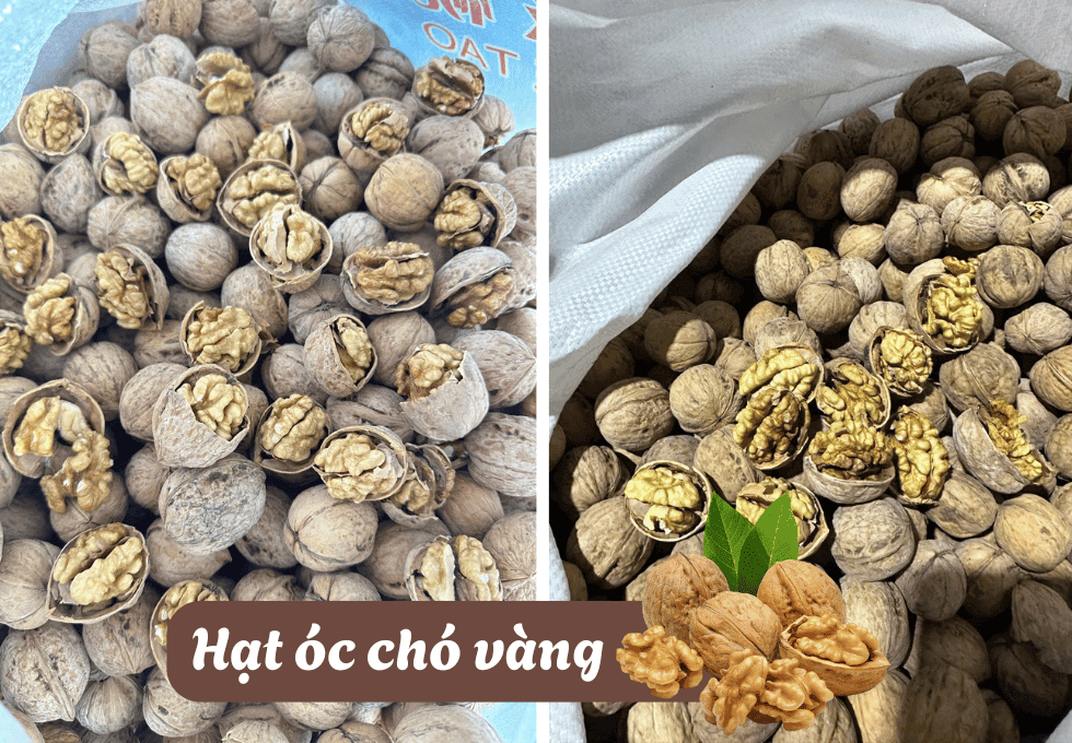 Hat-oc-cho-vang 