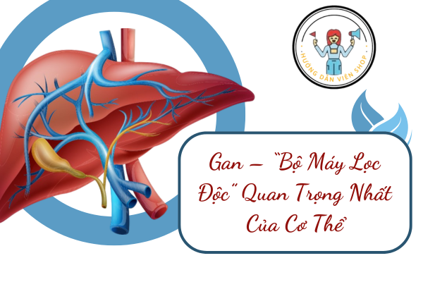 Giải Độc Gan Giúp Bảo Vệ Sức Khỏe Của Chính Bạn