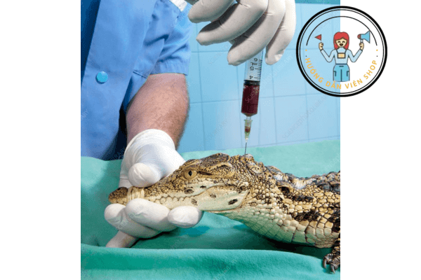 COROCODILE BLOOD Capsule Freeze Dried – Viên Nang Máu Cá Sấu Thái Lan