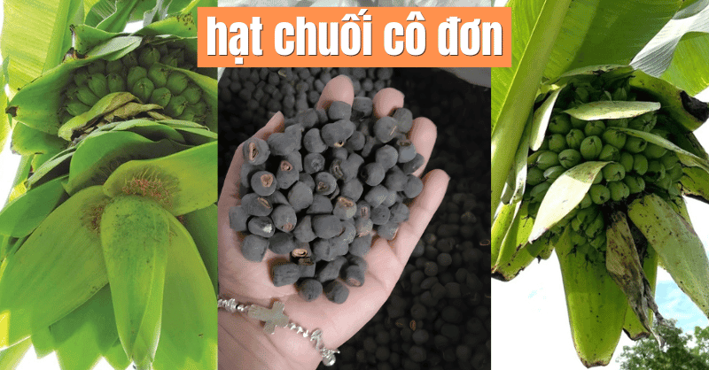 Hạt Chuối Hột Rừng Cô Đơn Ninh Thuận: Mua Sỉ & Lẻ Giá Tốt