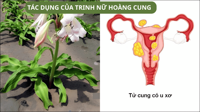 trinh-nu-hoang-cung 