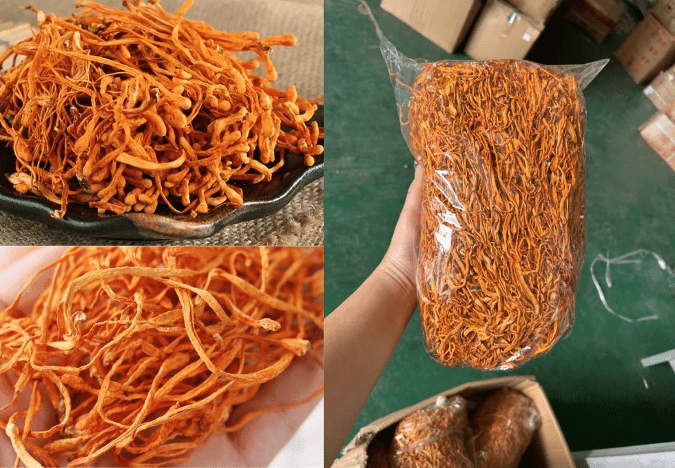 Đông Trùng Hạ Thảo Khô Có Tác Dụng Gì? Giá Sỉ & Lẻ Tận Gốc 9 dong-trung-ha-thao