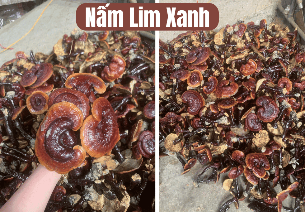nam-lim-xanh