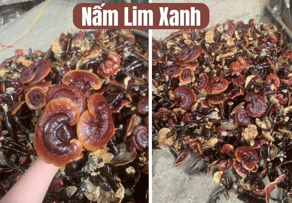 nam-lim-xanh
