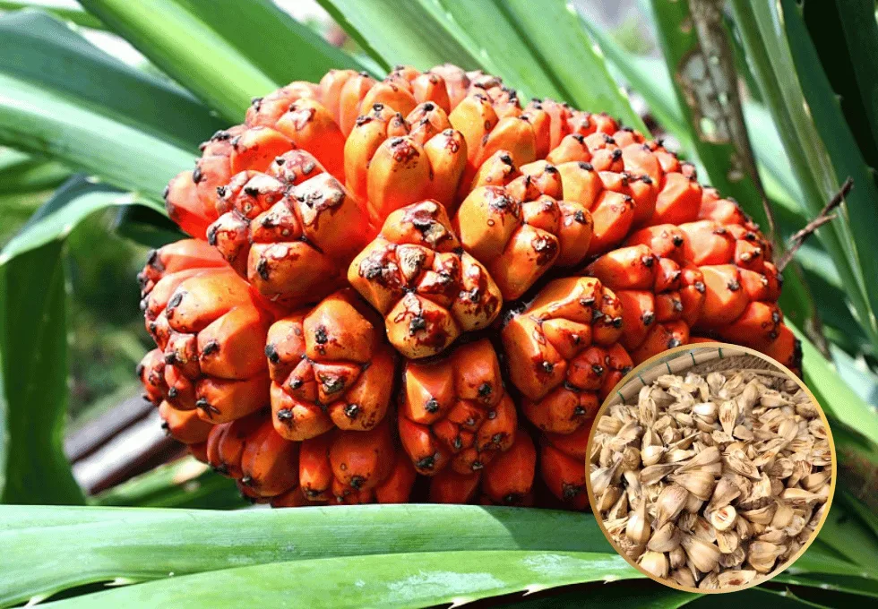 qua-dua-dai