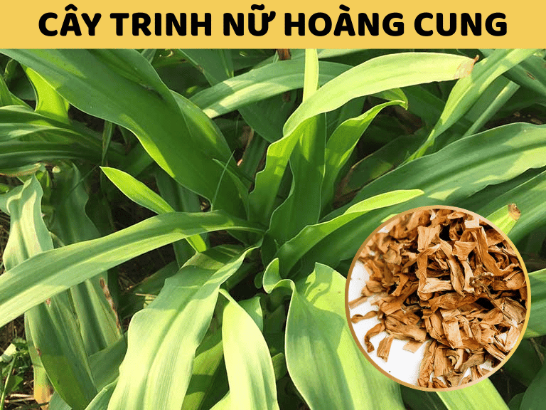 trinh-nu-hoang-cung 