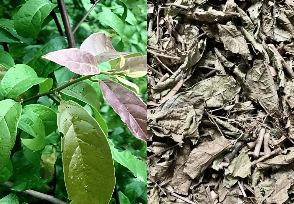 xa-den