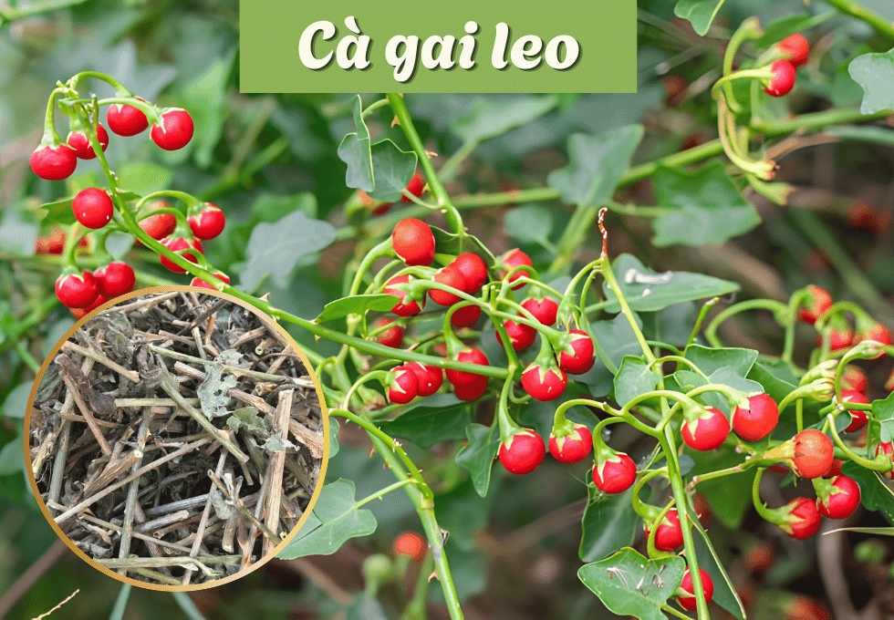 ca-gai-leo 