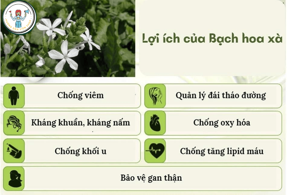 Bạch Hoa Xà Thiệt Thảo: 7 Công Dụng “Vàng” & Cách Dùng Hiệu Quả