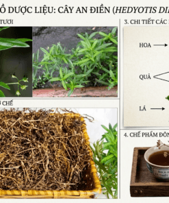 Bạch Hoa Xà Thiệt Thảo: 7 Công Dụng “Vàng” & Cách Dùng Hiệu Quả
