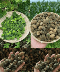 Khổ Qua Rừng Khô: Bí Quyết Ổn Định Đường Huyết Tự Nhiên