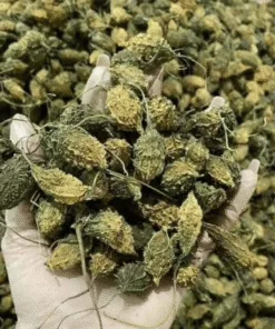 Khổ Qua Rừng Khô: Bí Quyết Ổn Định Đường Huyết Tự Nhiên