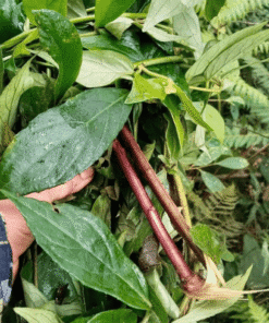 Mâm Xôi Bầu Đất Tím: Bí Quyết Nội Tiết & Phụ Khoa (Sỉ Tận Gốc)