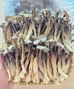 Nấm Lộc Nhung: Công Dụng, Cách Dùng & Giá Sỉ Toàn Quốc 2026