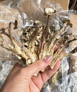 Nấm Lộc Nhung: Công Dụng, Cách Dùng & Giá Sỉ Toàn Quốc 2026