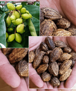 Quả Kha Tử Nguyên Chất: Công Dụng, Cách Dùng & Giá Sỉ Toàn Quốc