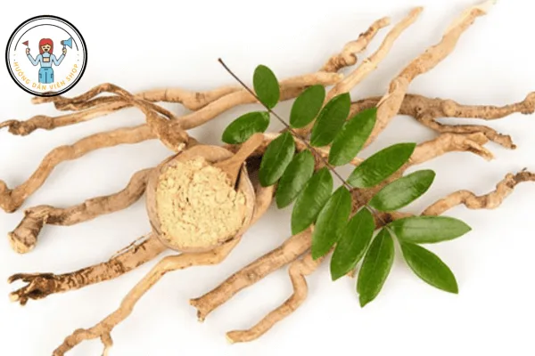 Sâm Malaysia Wild TONGKAT ALI 30 Năm – ĐỈNH CAO SỨC KHỎE, MÓN QUÀ GIÁ TRỊ