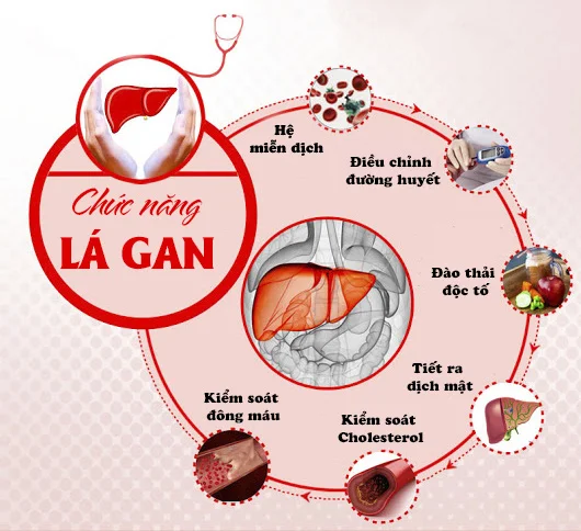 thuoc-ran-so-2-chuc-nang-cua-gan