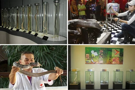 trung hoang gia lay noc ran